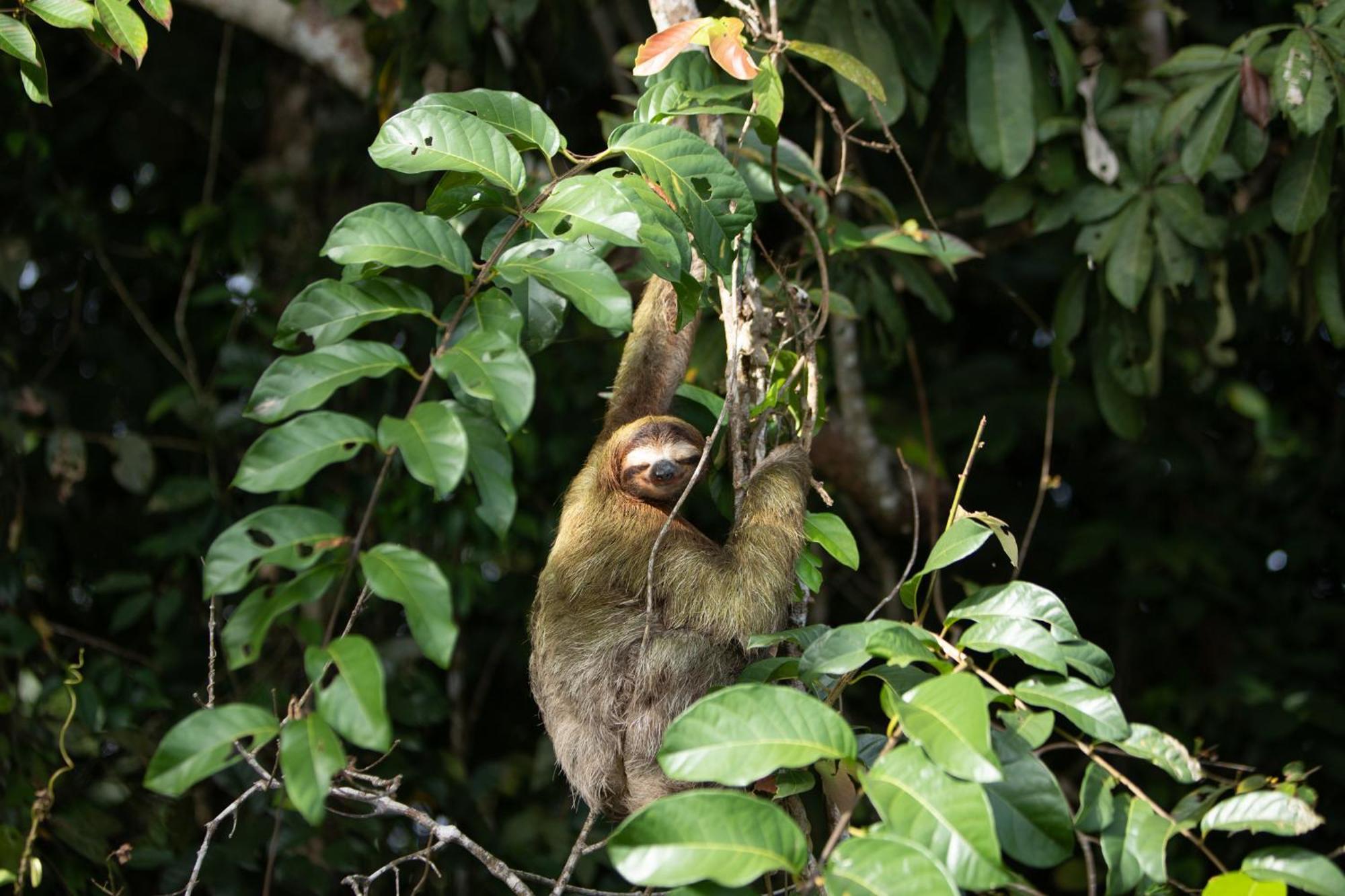 Evergreen Lodge Tortuguero Zewnętrze zdjęcie