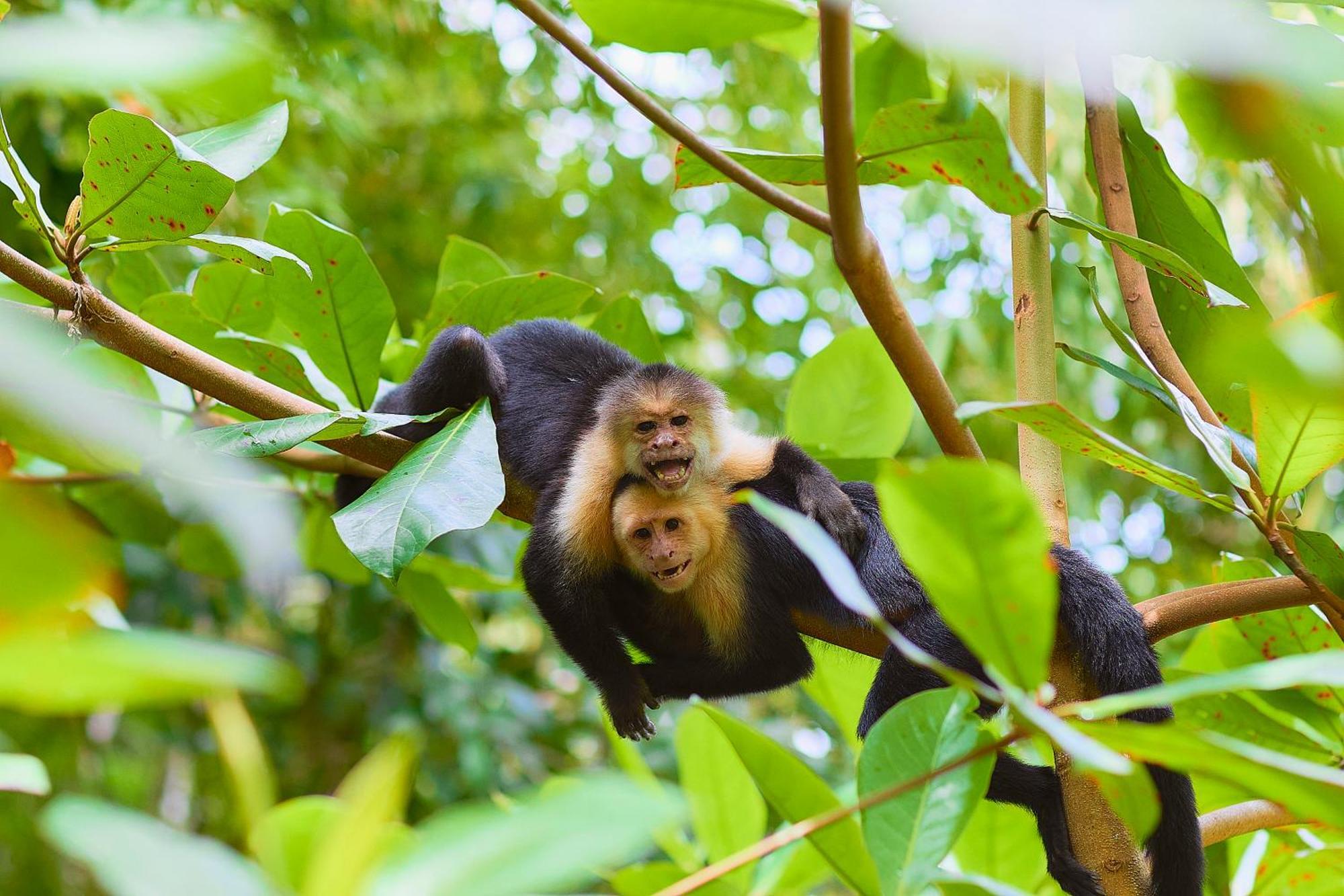 Evergreen Lodge Tortuguero Zewnętrze zdjęcie