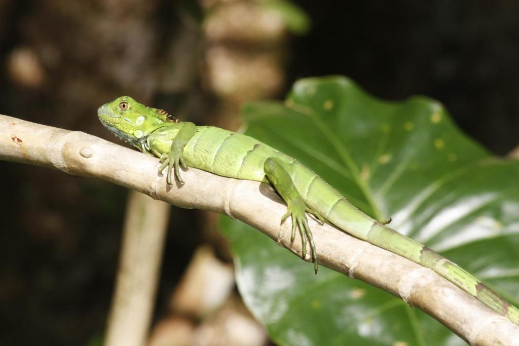 Evergreen Lodge Tortuguero Zewnętrze zdjęcie